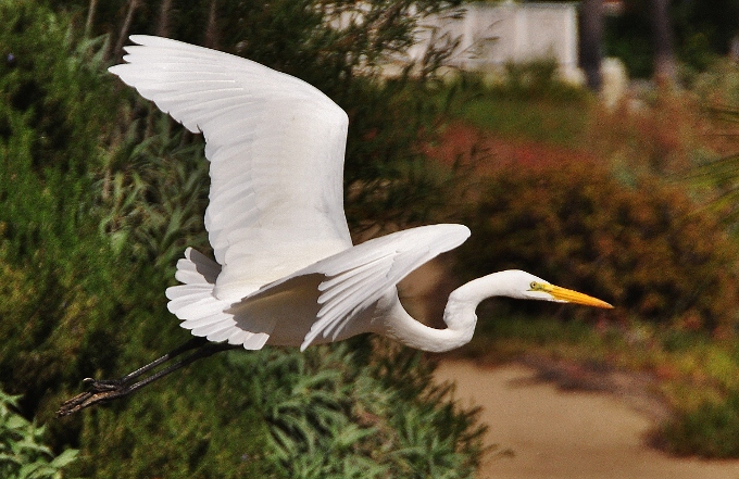 a great white heron in flight